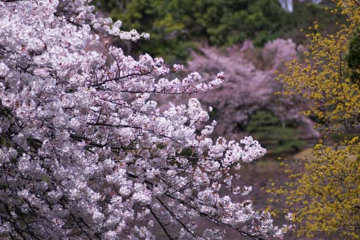 2006 新宿御苑　桜
